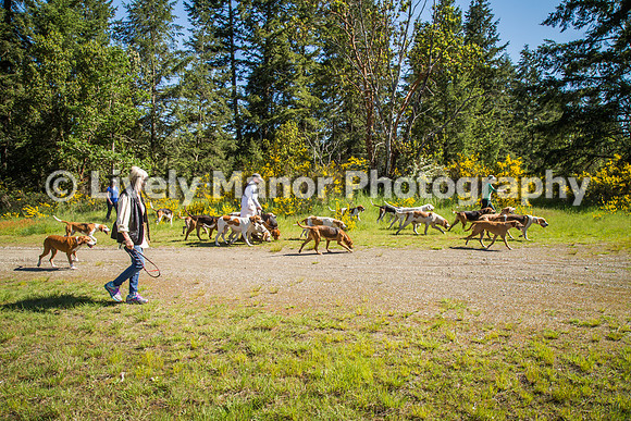 HoundWalk_6874