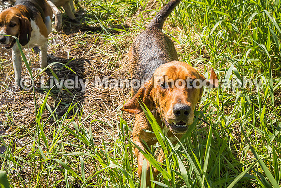 HoundWalk_6881