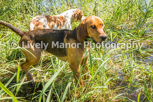 HoundWalk_6884