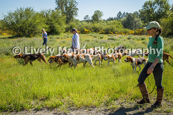 HoundWalk_6911