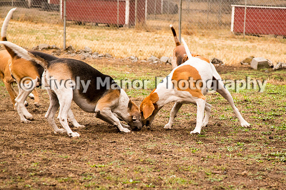 Hounds_0020