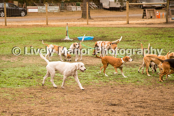 Hounds_0004