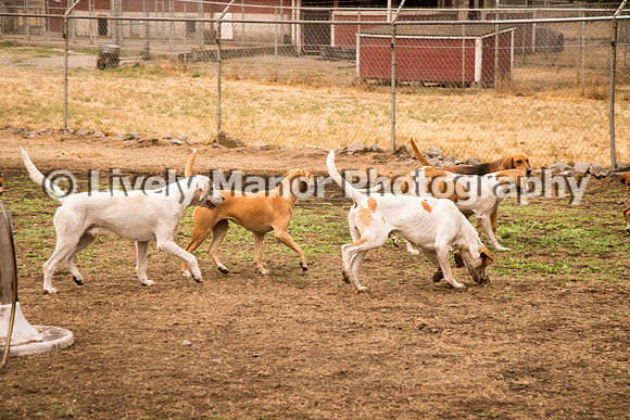 Hounds_0010