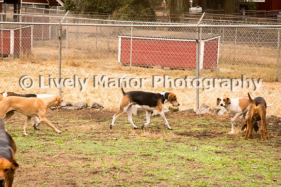 Hounds_0006