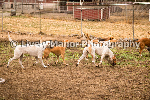 Hounds_0011