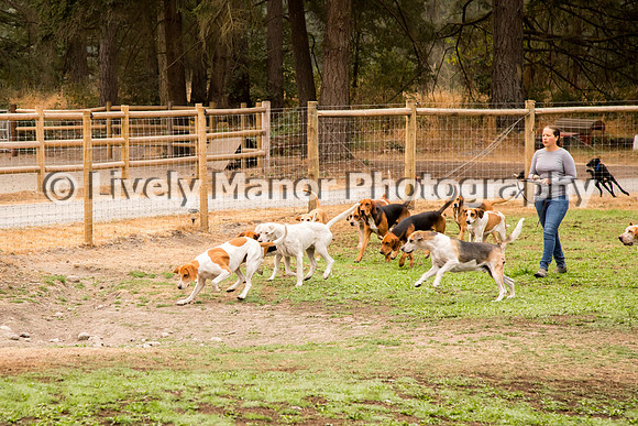 Hounds_0026