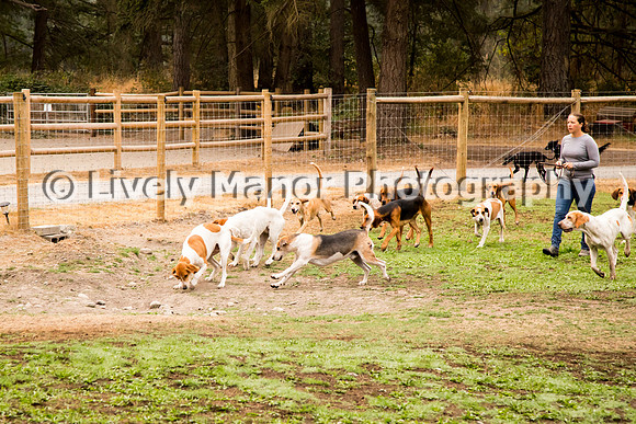 Hounds_0027