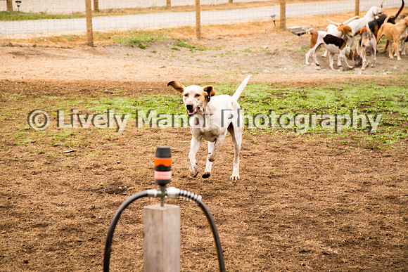 Hounds_0031