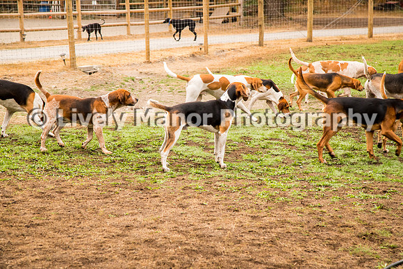 Hounds_0032