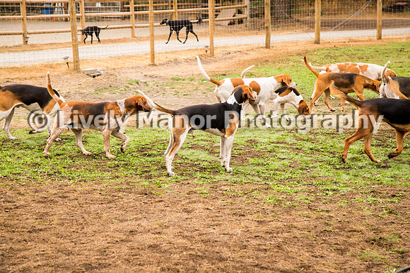 Hounds_0033