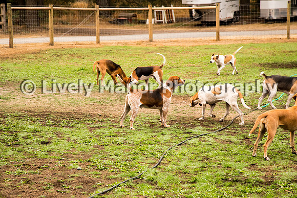 Hounds_0040