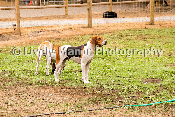 Hounds_0046