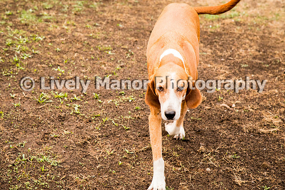 Hounds_0048