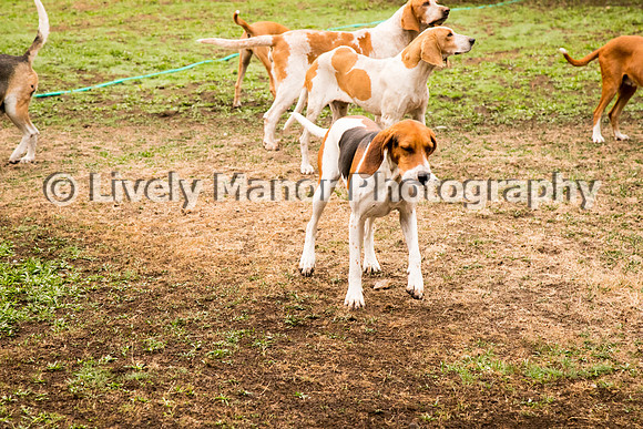 Hounds_0051