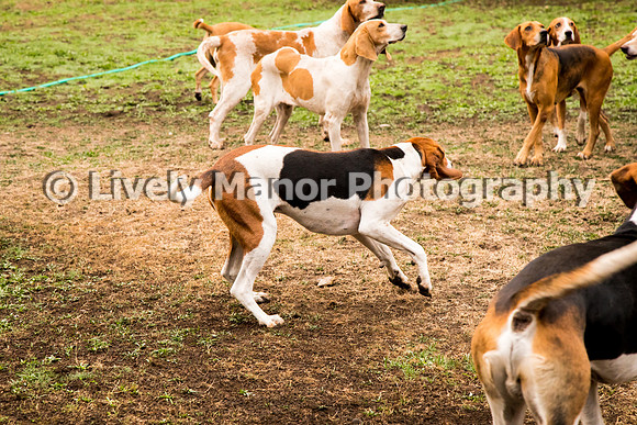 Hounds_0053