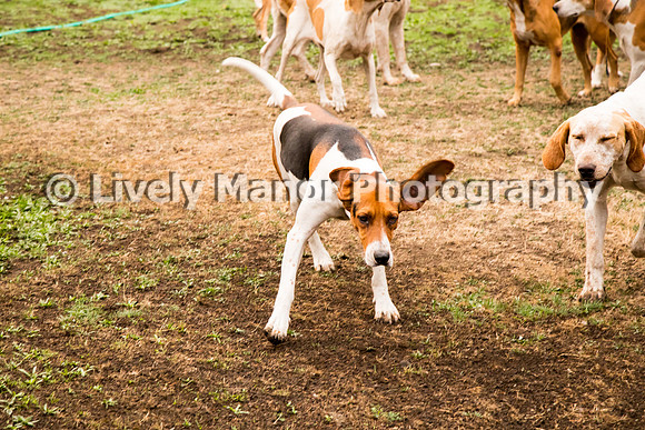 Hounds_0055