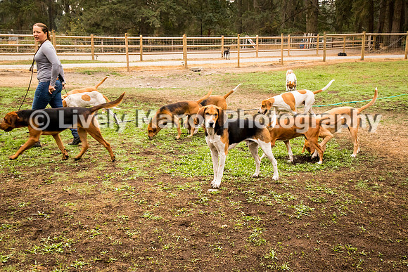 Hounds_0058