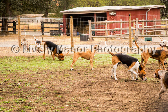 Hounds_0063