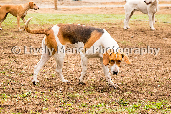 Hounds_0065