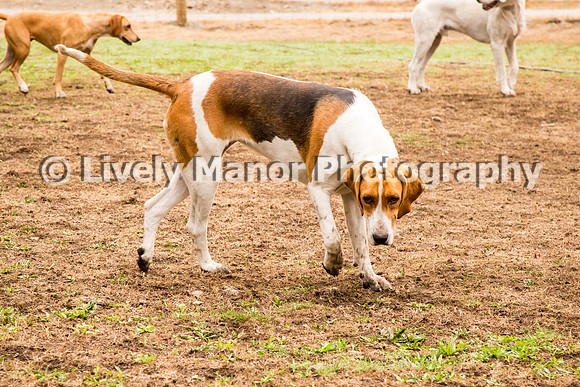 Hounds_0066