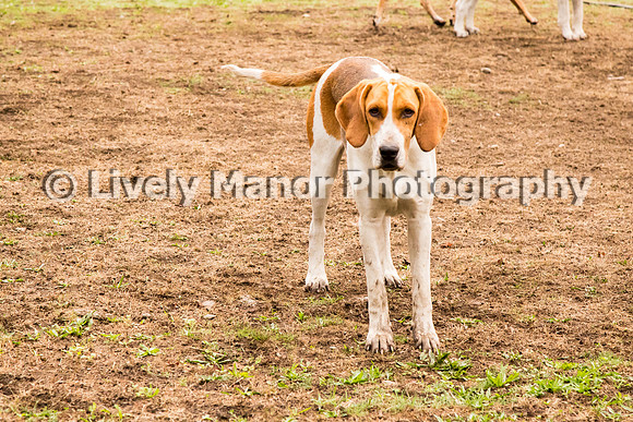 Hounds_0067