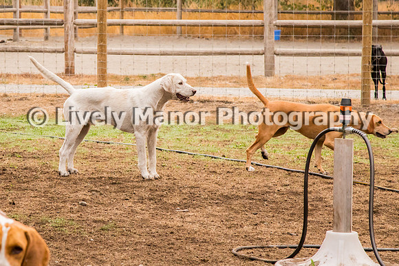 Hounds_0069