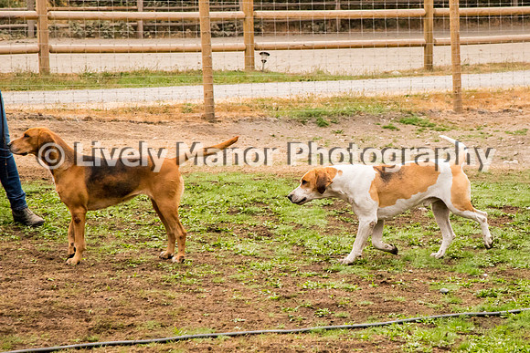 Hounds_0074
