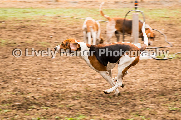 Hounds_0077