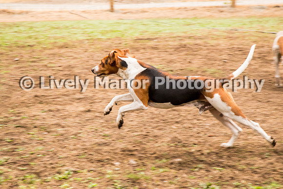 Hounds_0078