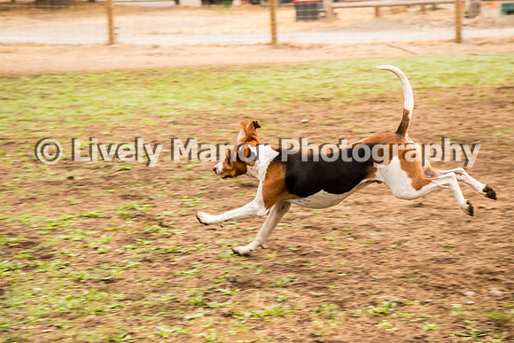 Hounds_0079