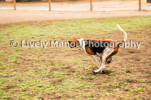 Hounds_0080