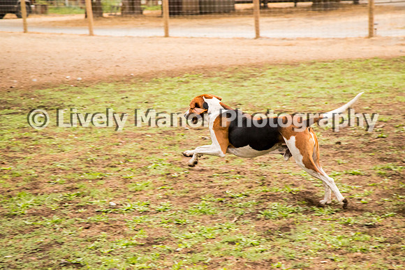 Hounds_0081
