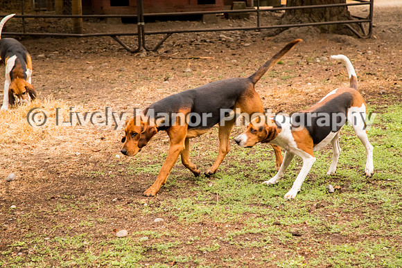 Hounds_0082