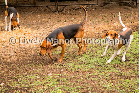 Hounds_0083