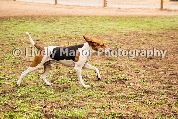 Hounds_0084