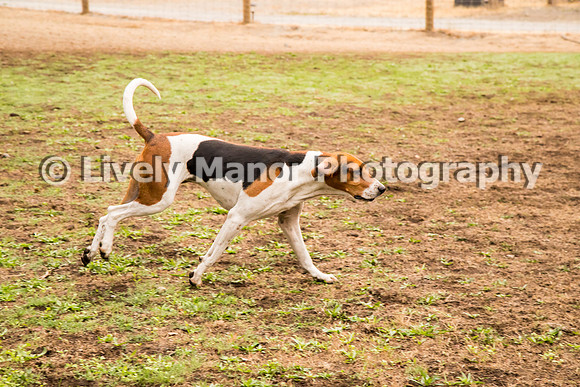 Hounds_0085