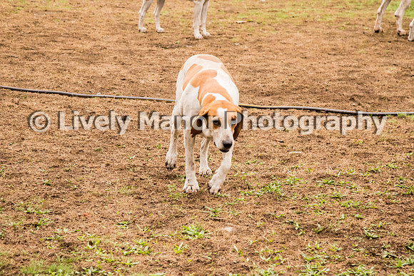 Hounds_0086