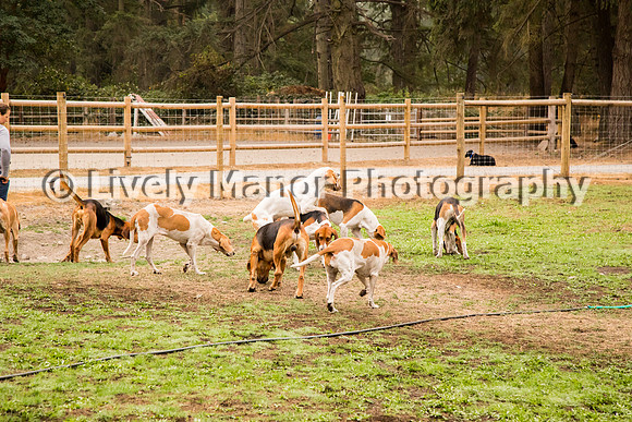 Hounds_0088