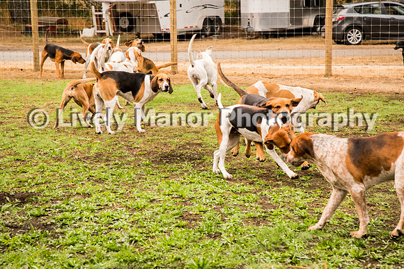 Hounds_0089