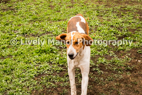 Hounds_0092