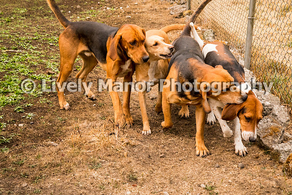 Hounds_0094