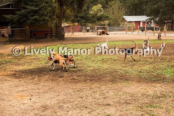 Hounds_0101