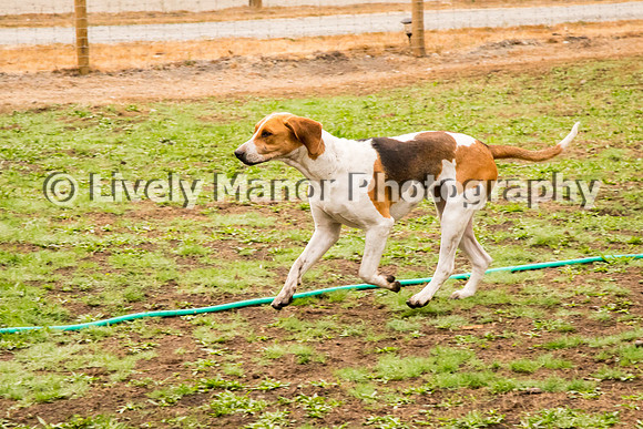 Hounds_0103