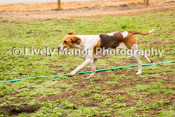 Hounds_0104