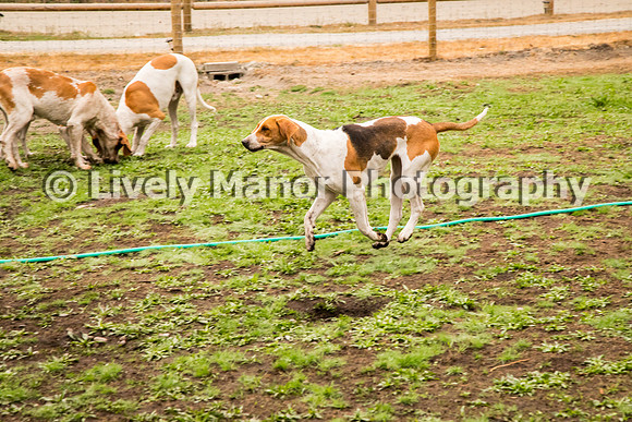 Hounds_0105