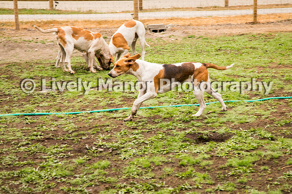 Hounds_0106