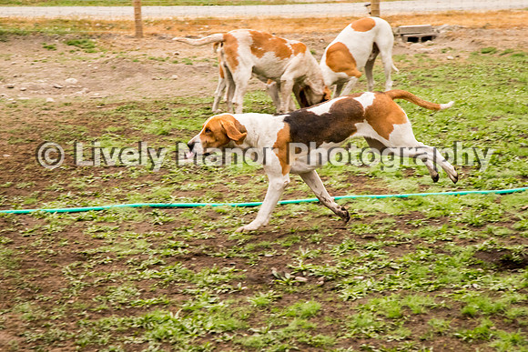Hounds_0107