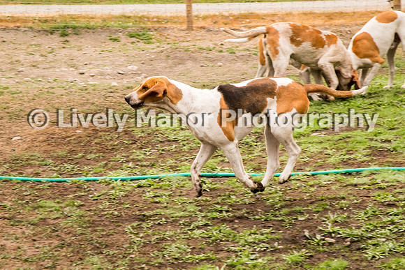 Hounds_0108