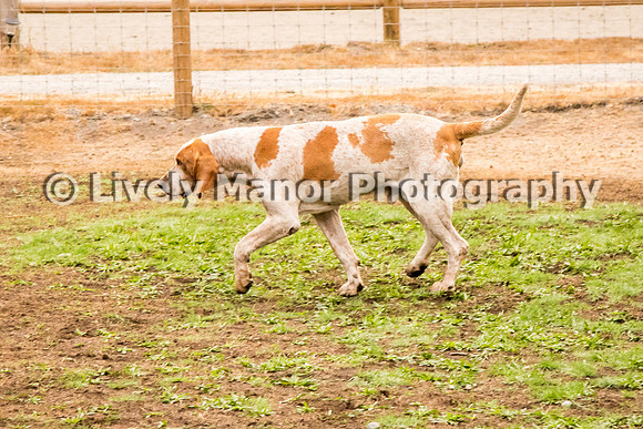 Hounds_0110