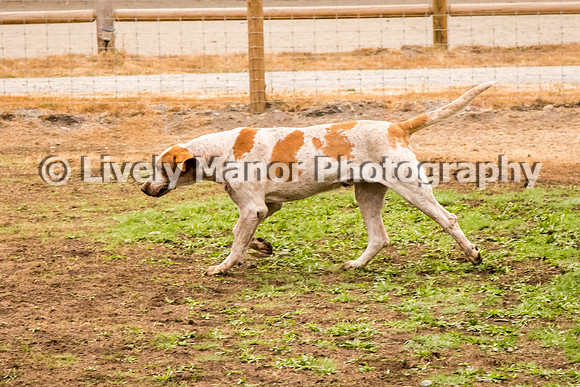 Hounds_0111